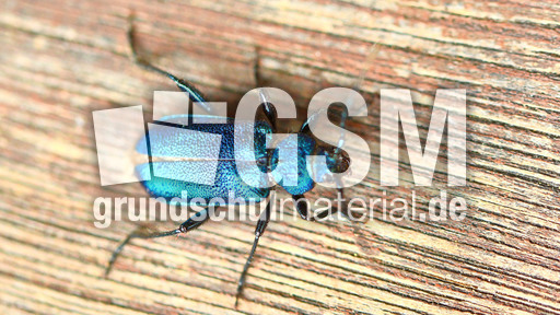 Blauvioletter Scheibenbock_2.jpg